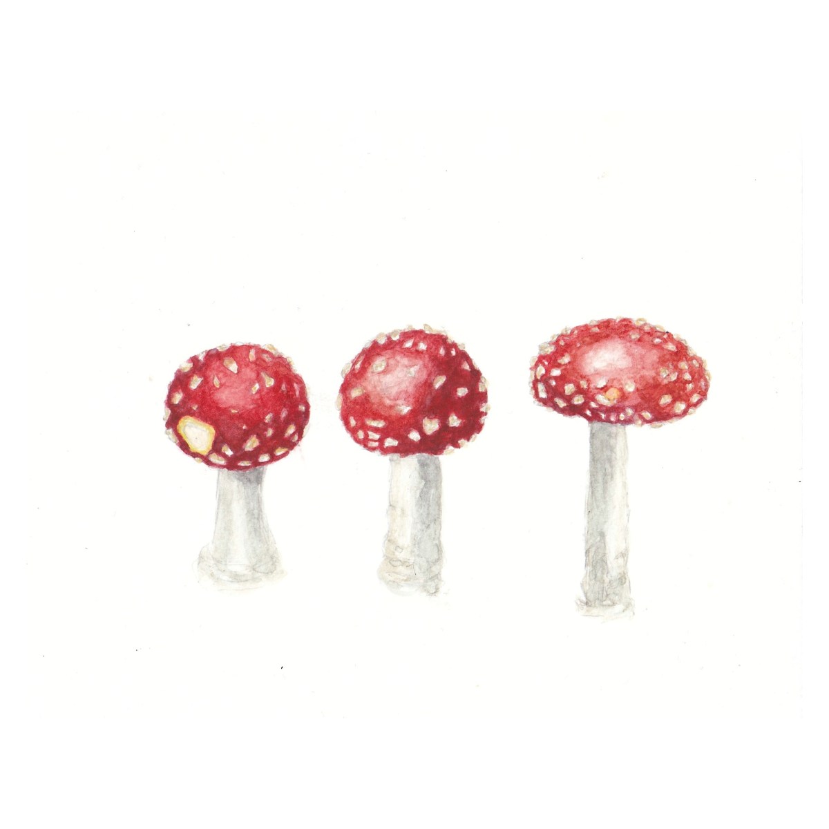 Fly Agaric
