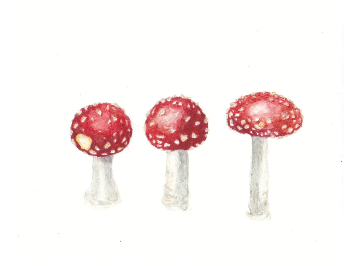 Fly Agaric