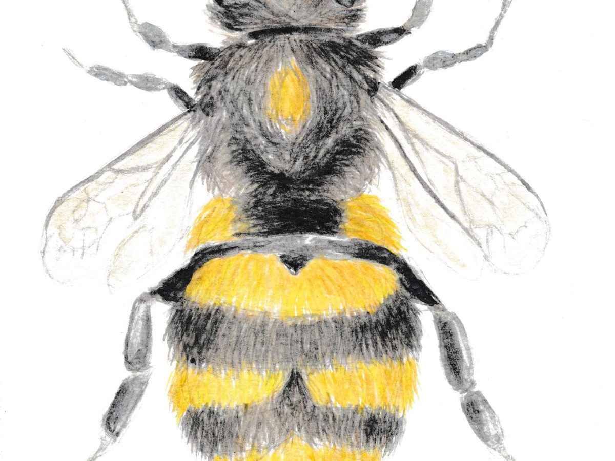 Bee