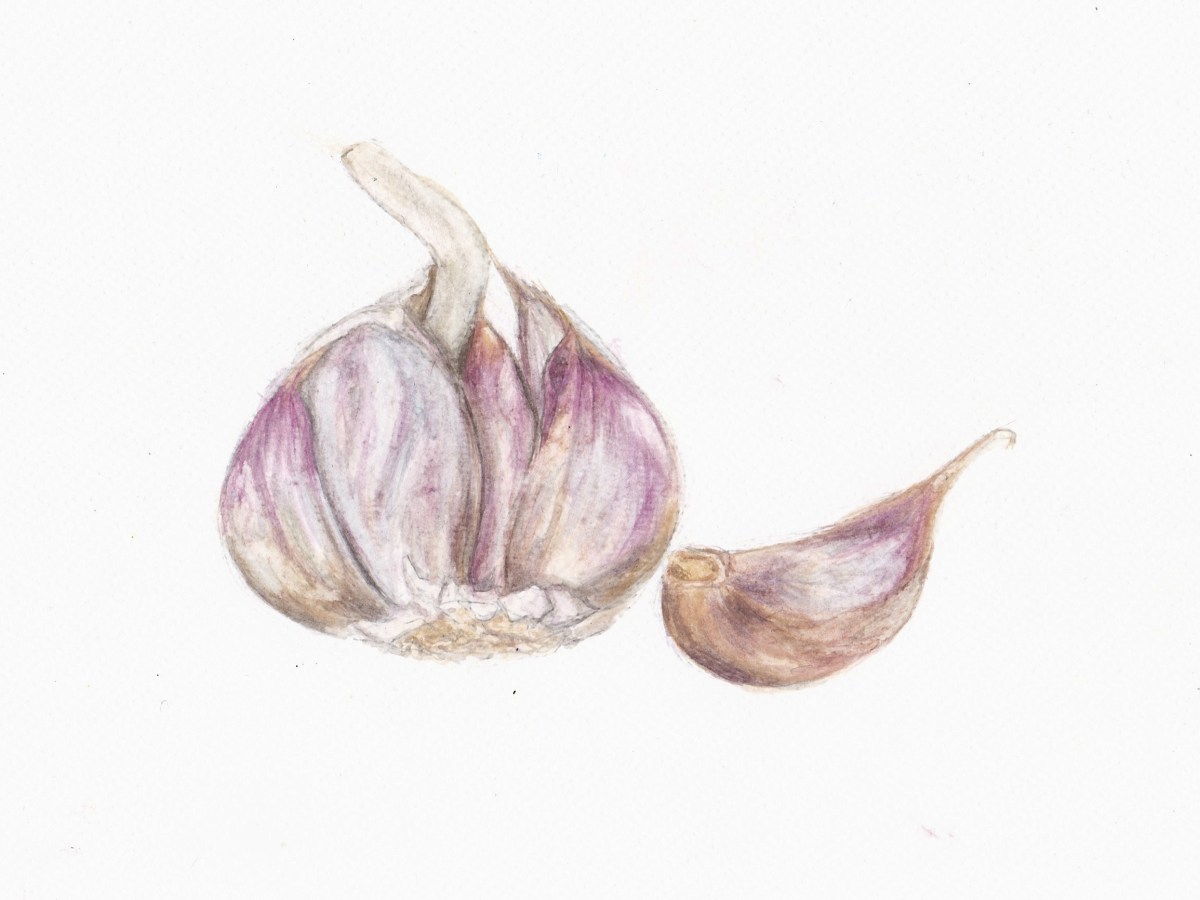 Garlic