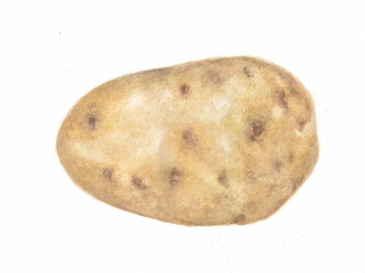 Potato