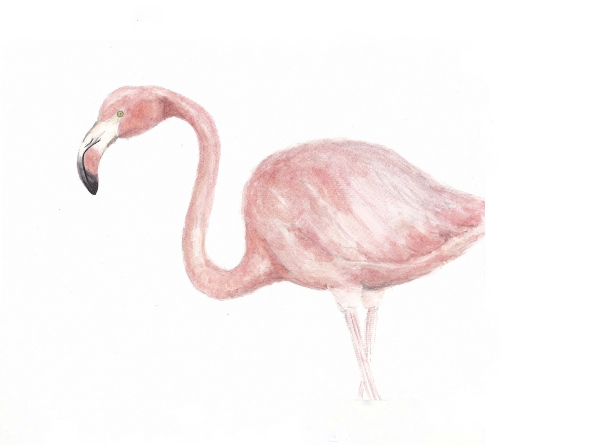 Flamingo