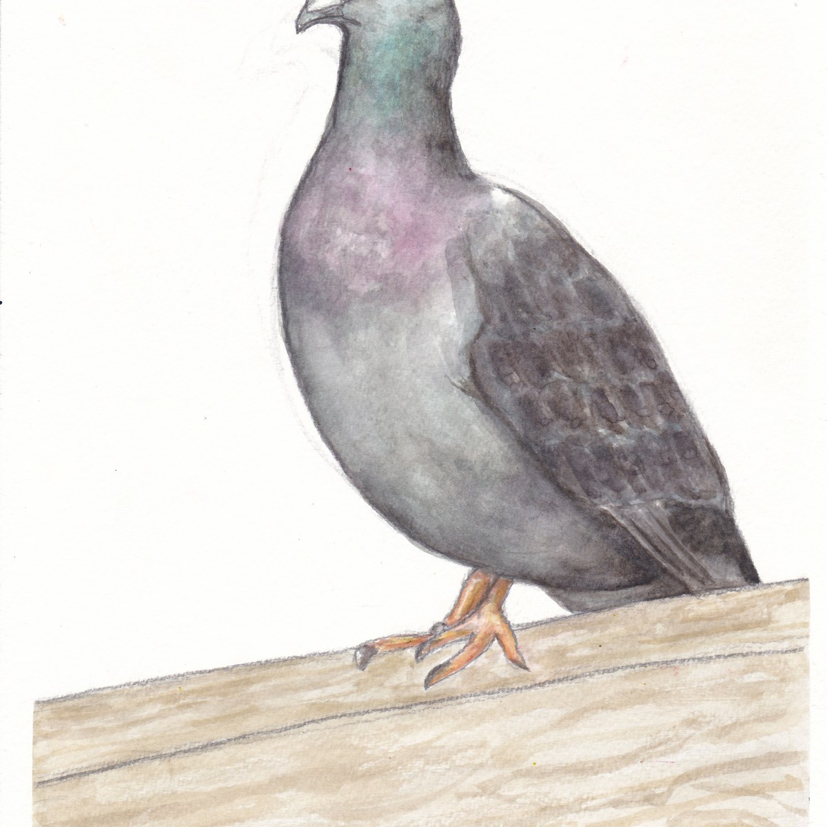 Pigeon
