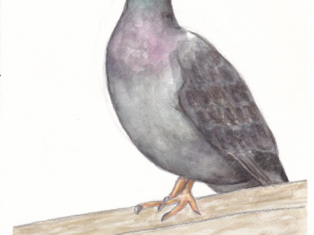 Pigeon