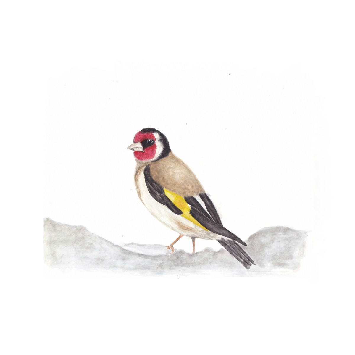 Goldfinch
