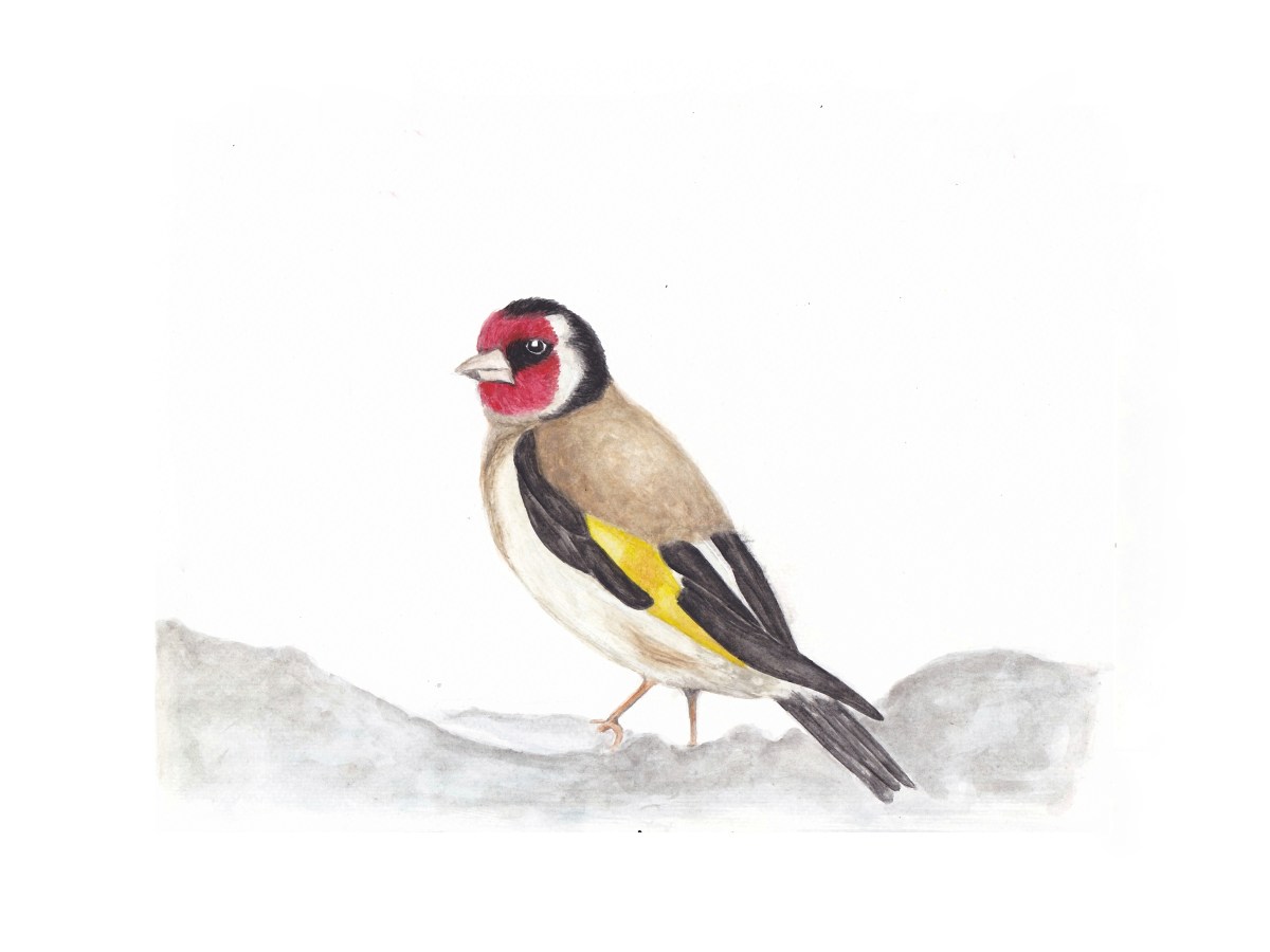 Goldfinch
