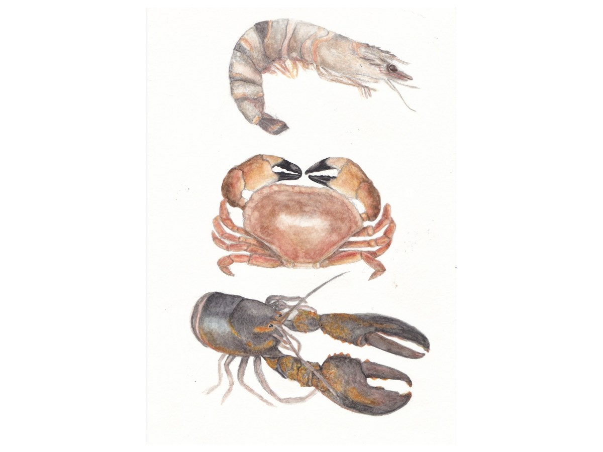 Crustaceans