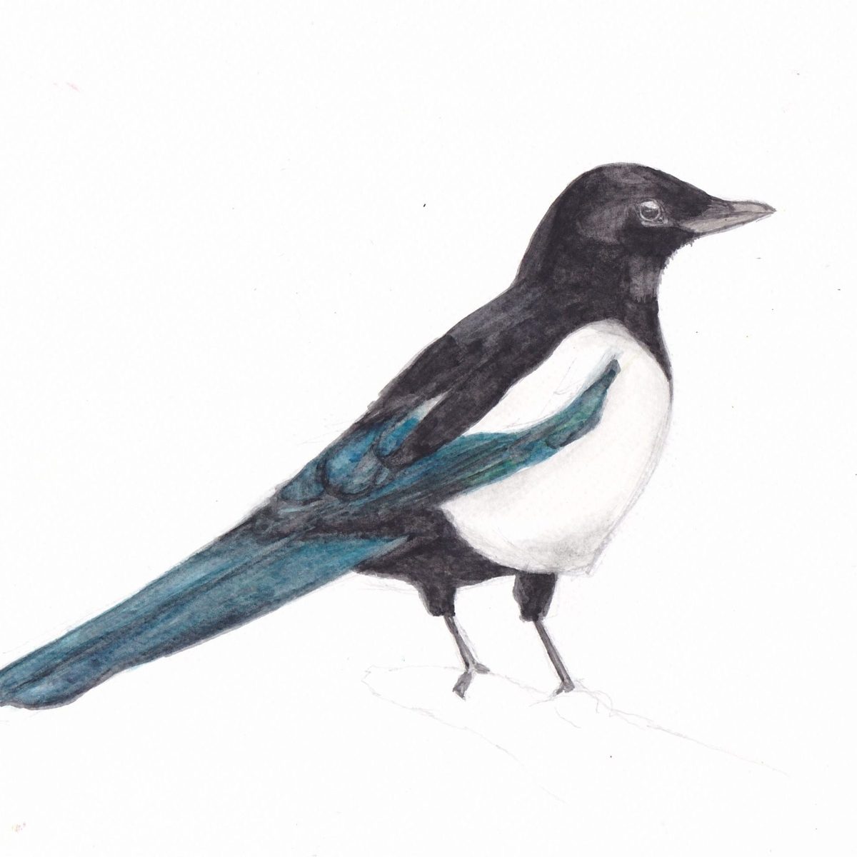 Magpie