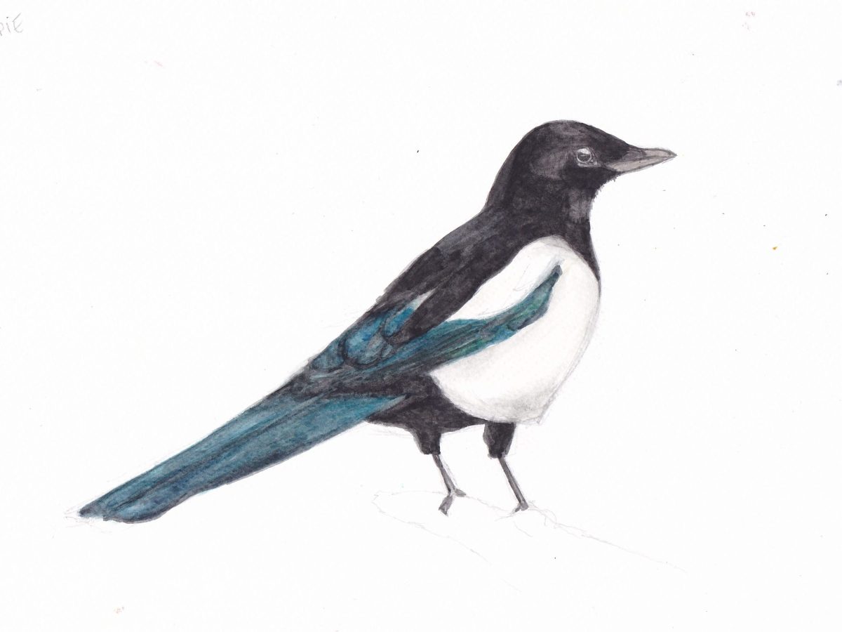 Magpie