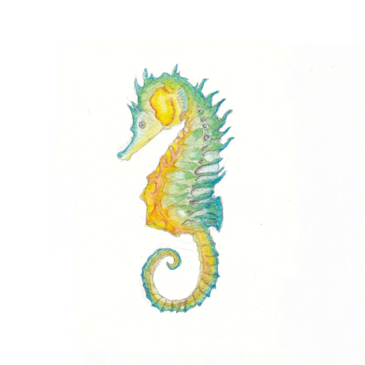 Seahorse