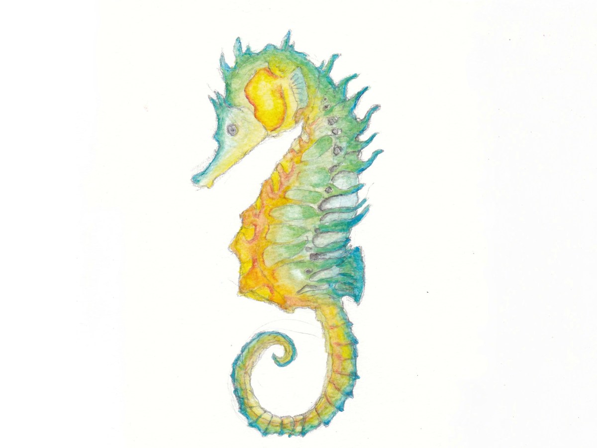 Seahorse