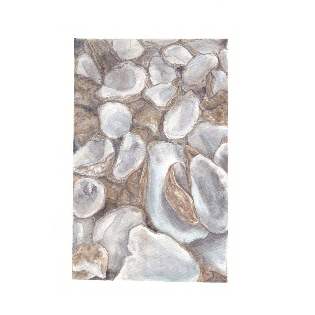 Oysters