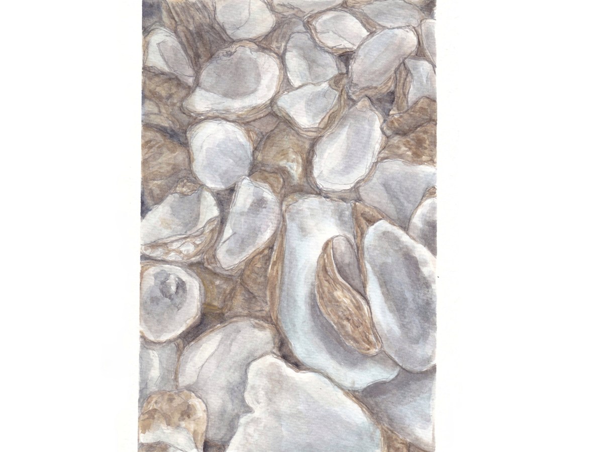 Oysters