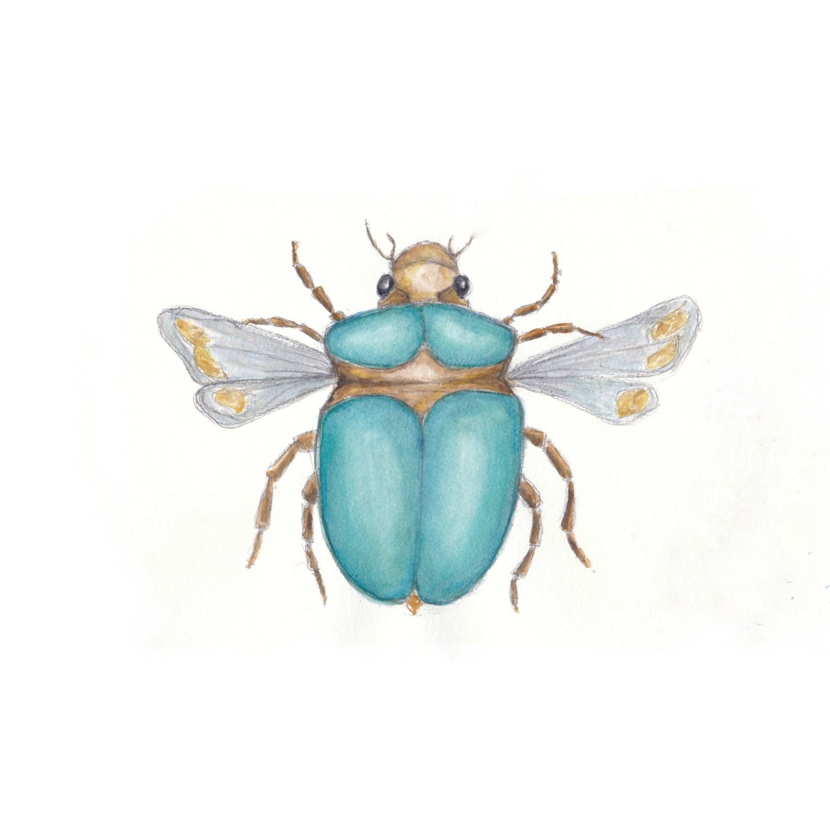 Beetle