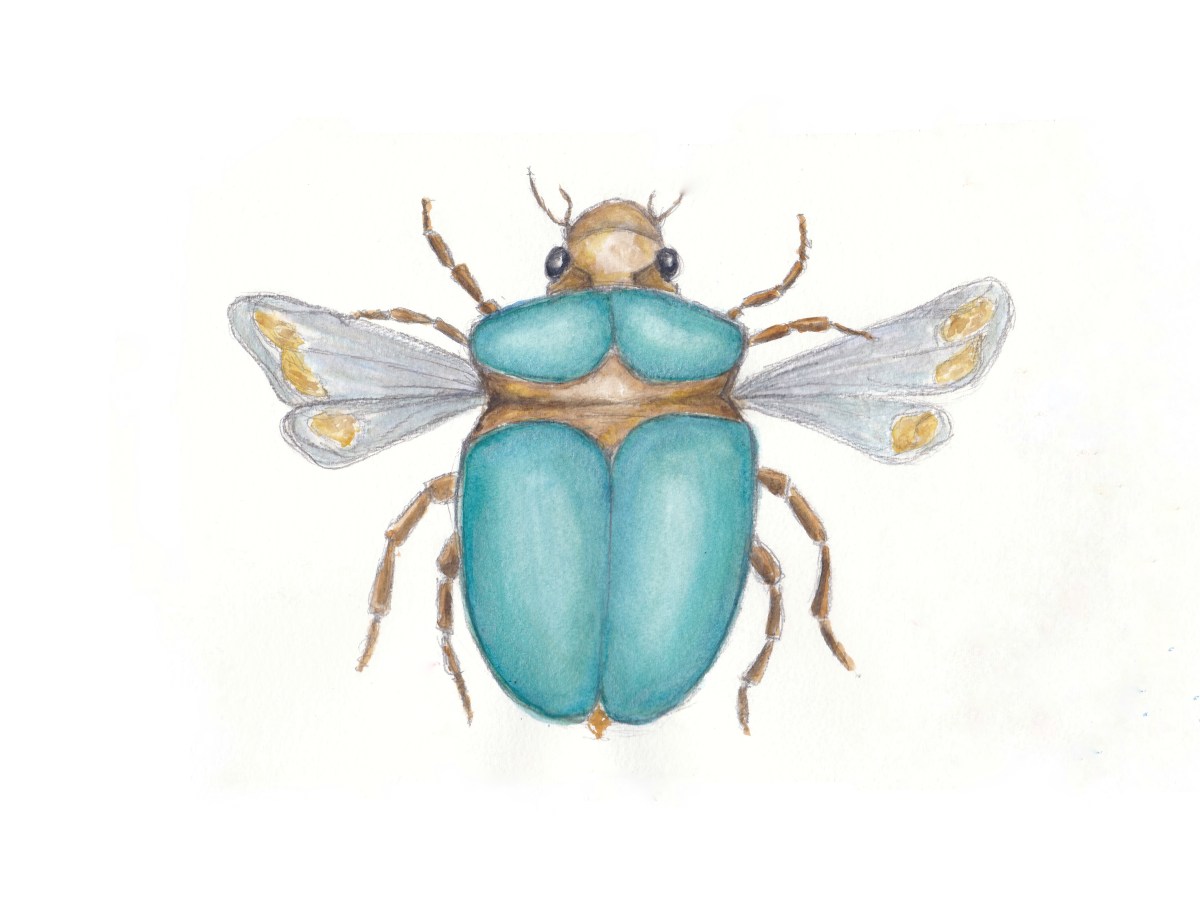 Beetle