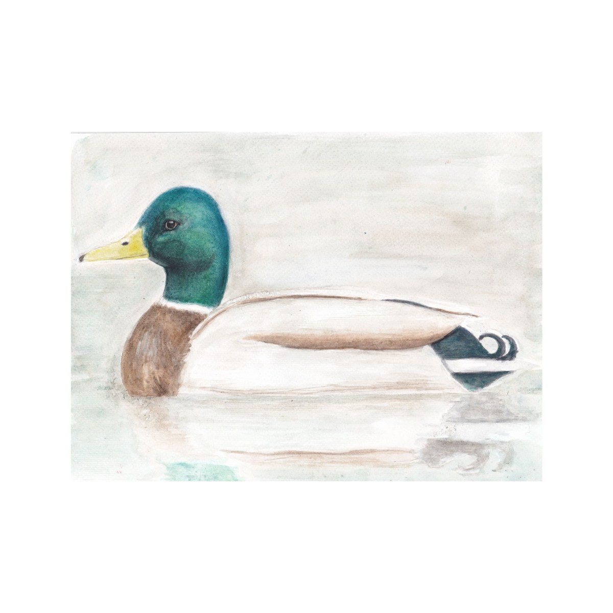 Mallard