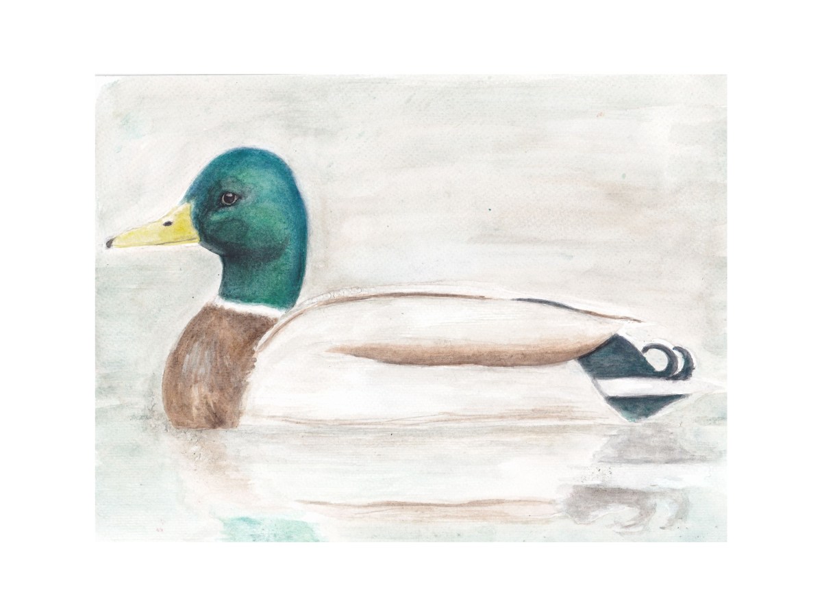 Mallard