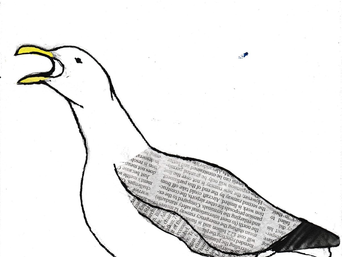 Seagull | 2