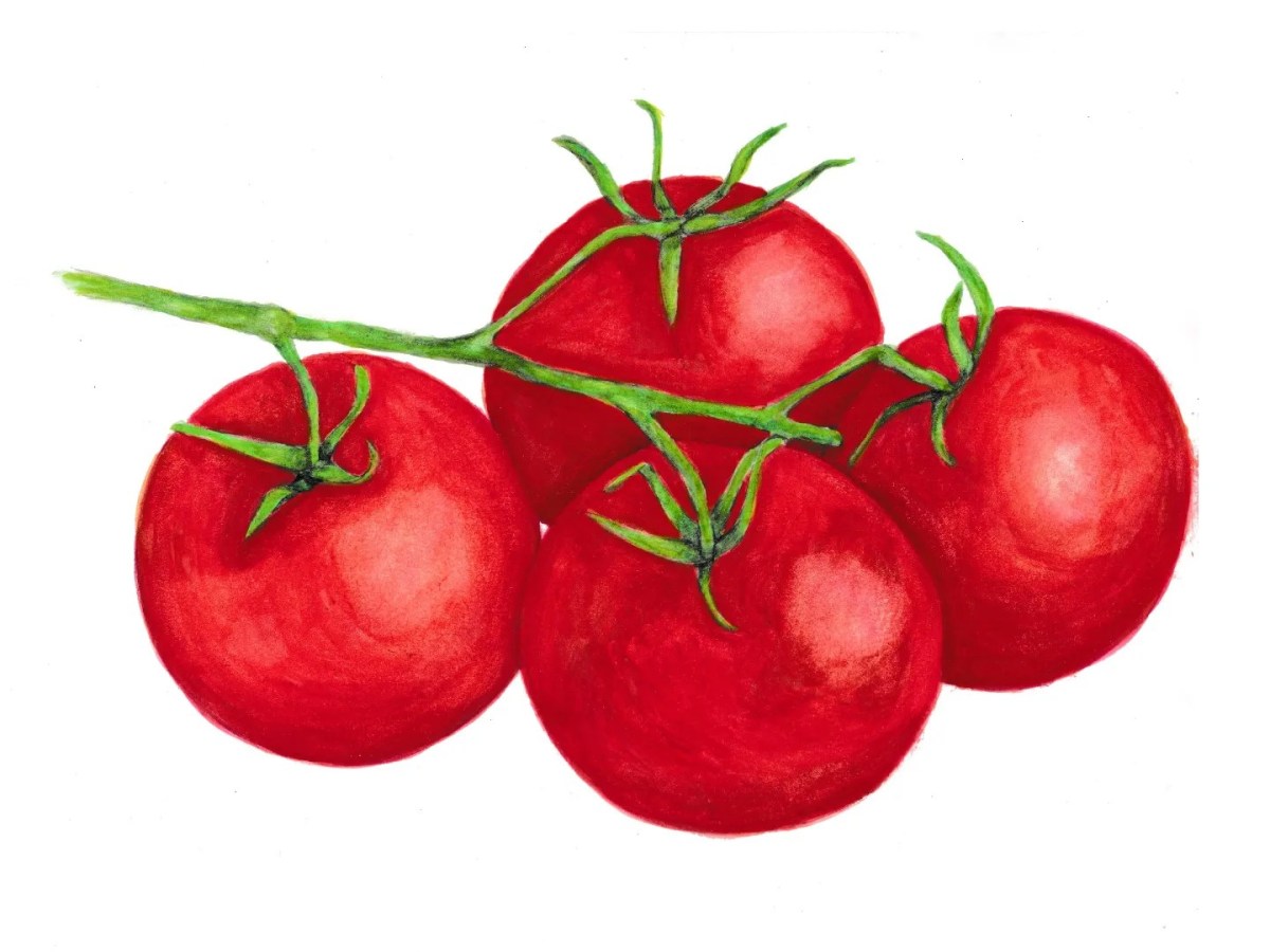Tomatoes