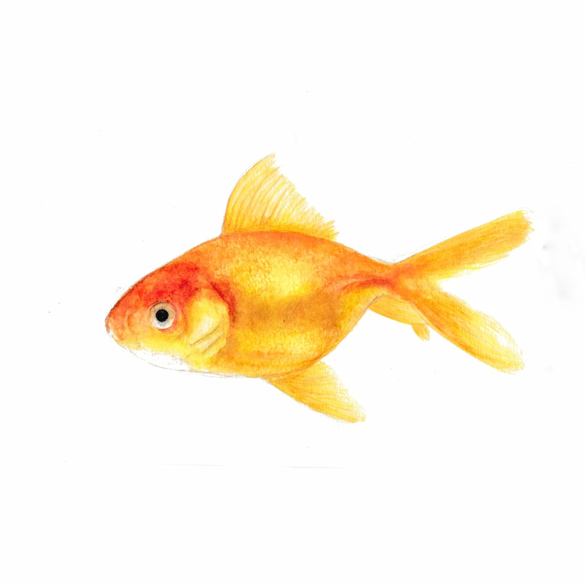 Goldfish