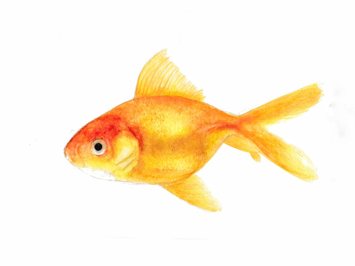 Goldfish