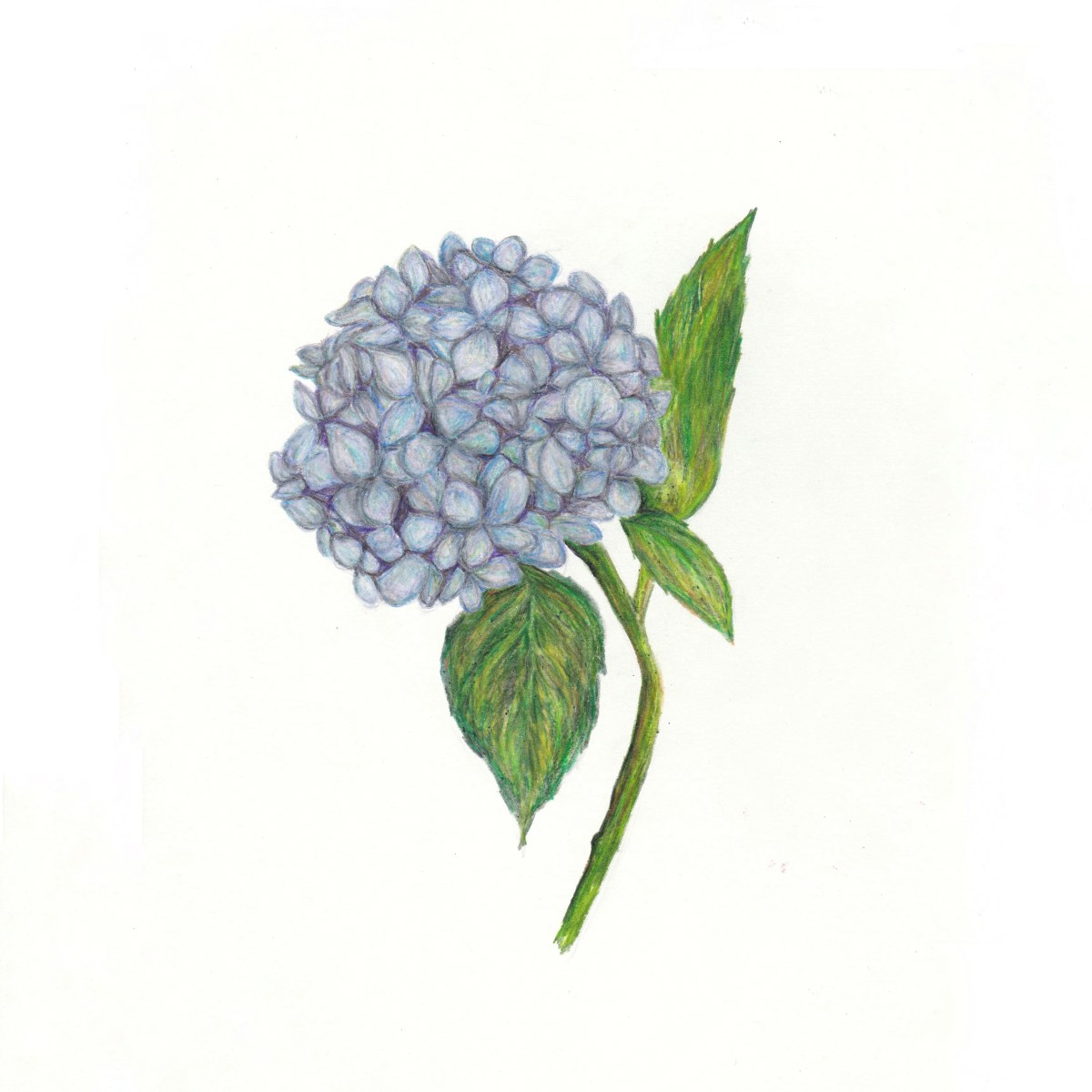 Hydrangea