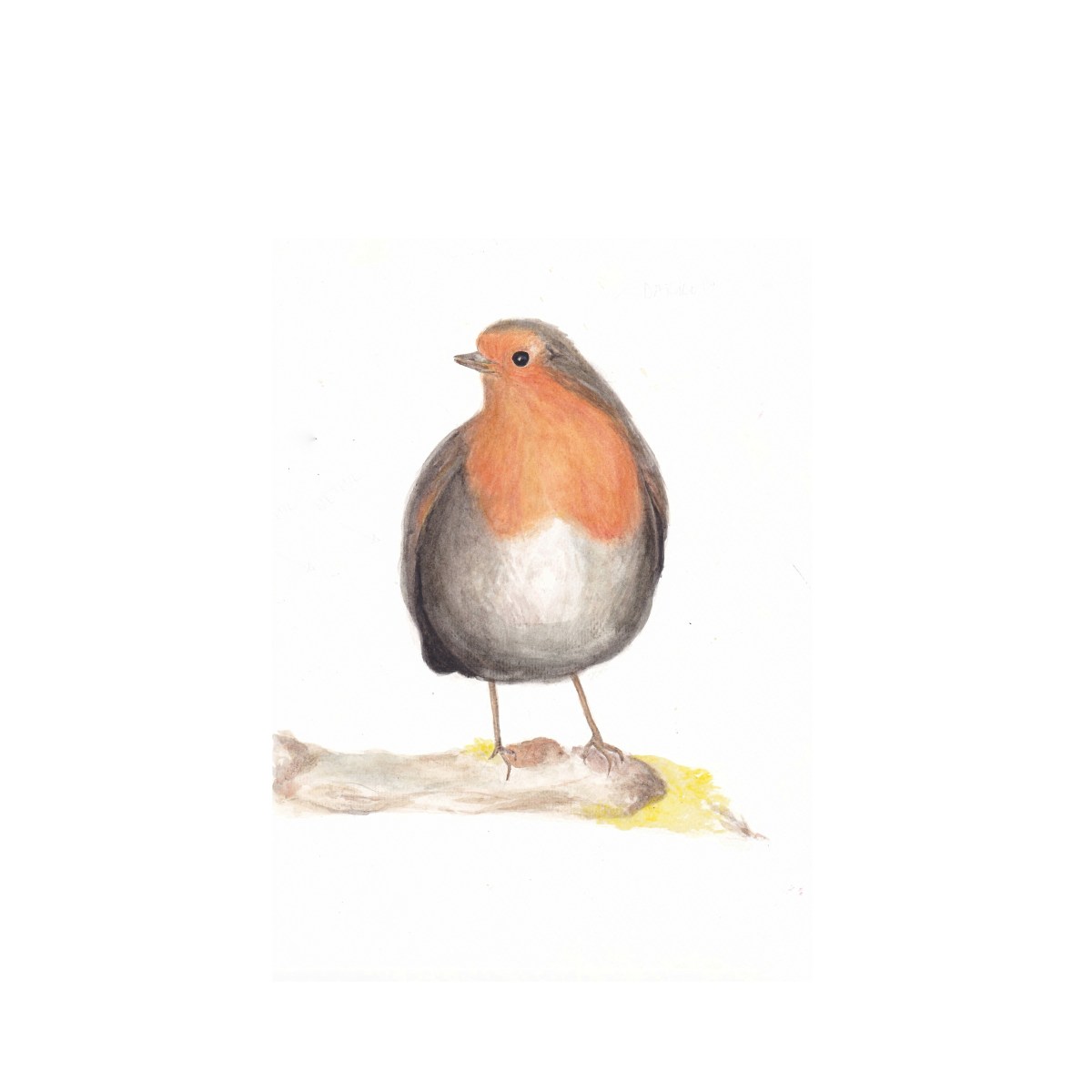Robin