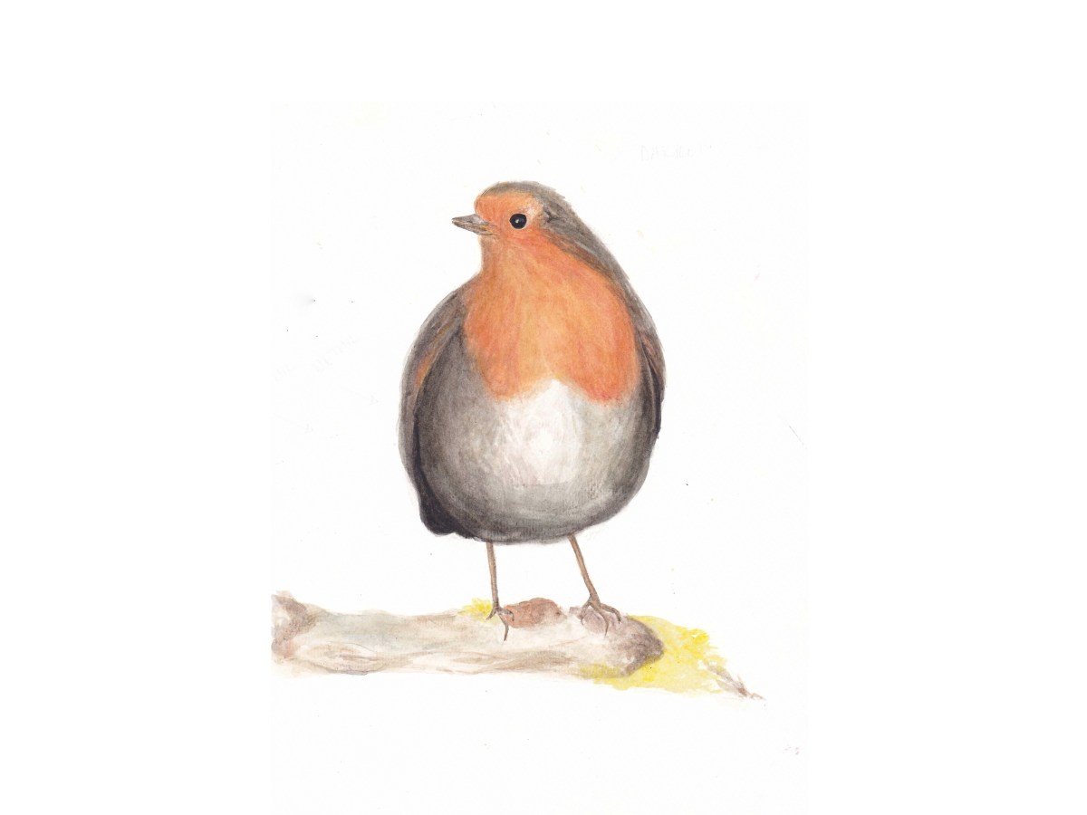Robin