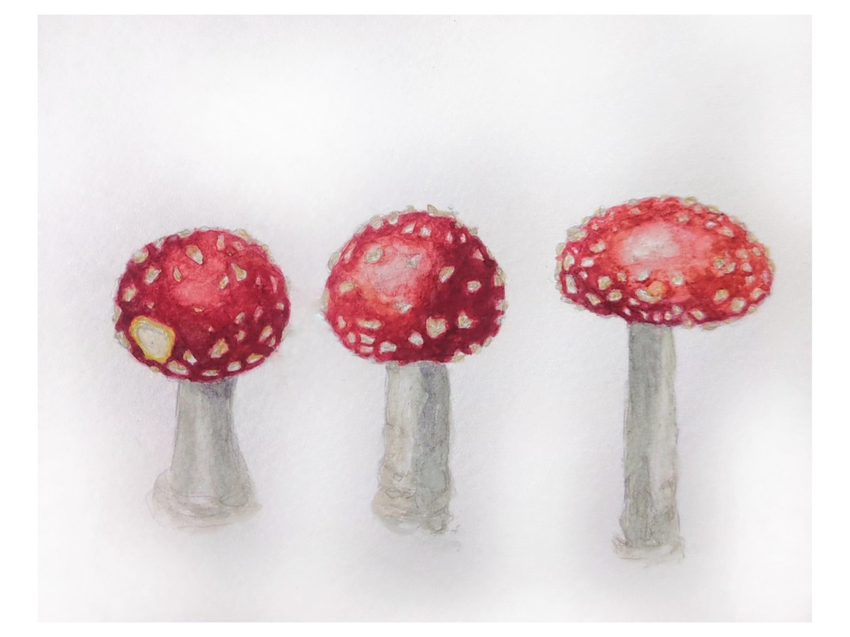 Fly Agaric