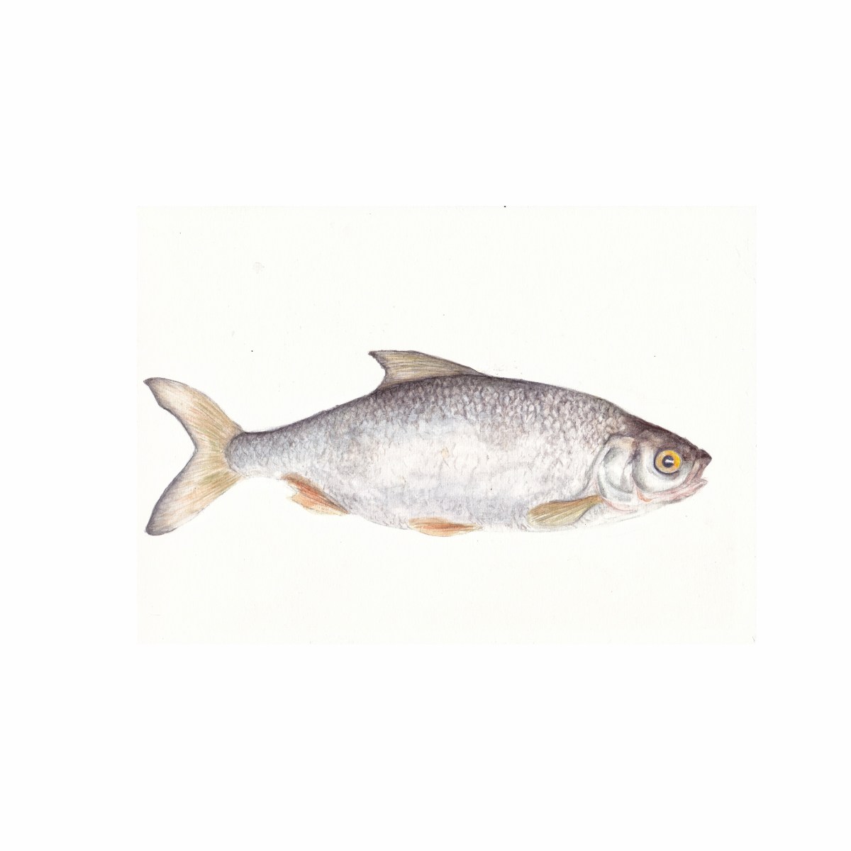 Sardine