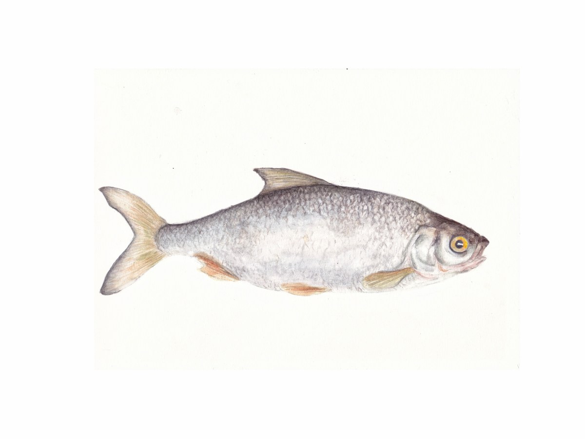 Sardine