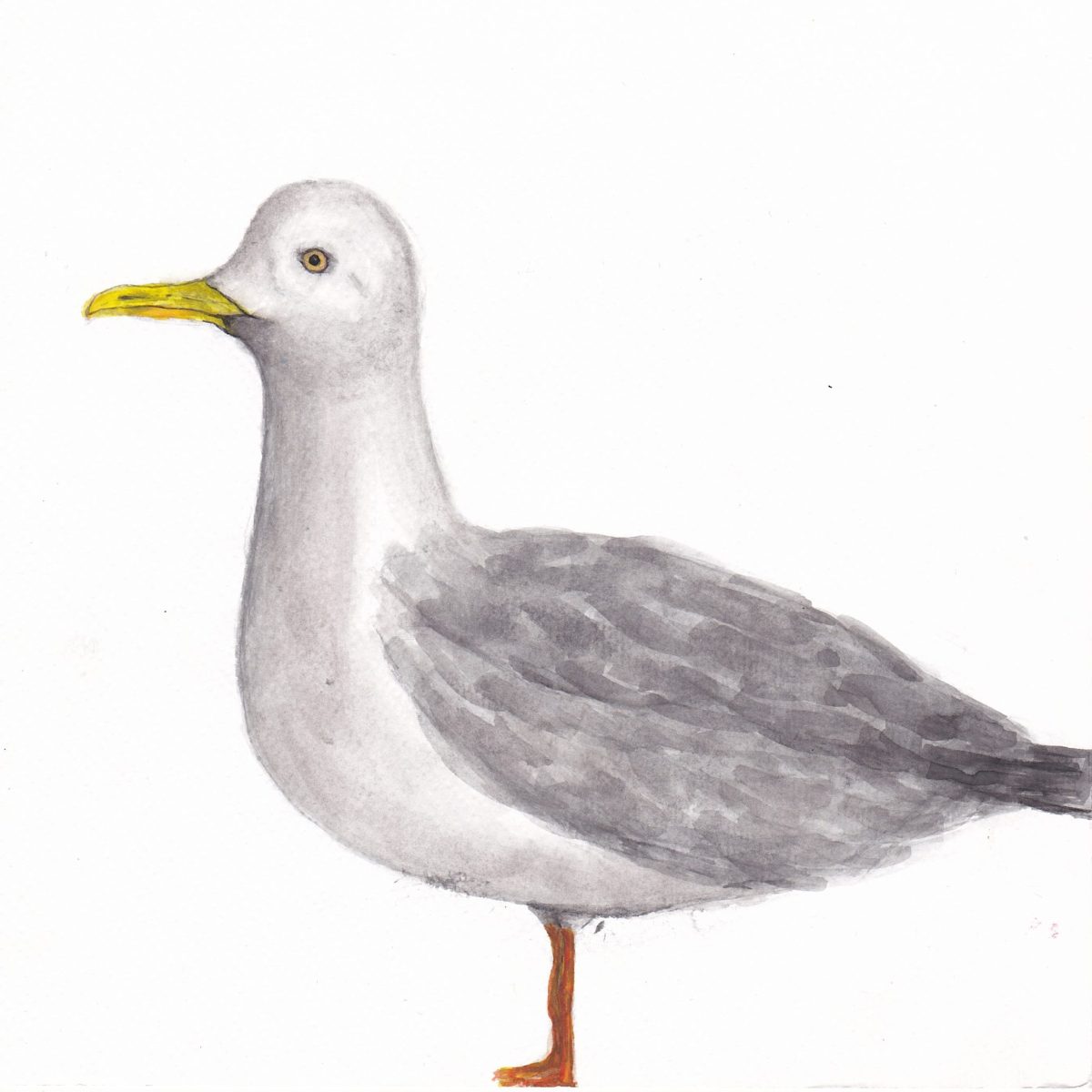 Gull