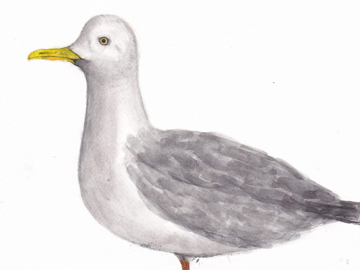 Gull