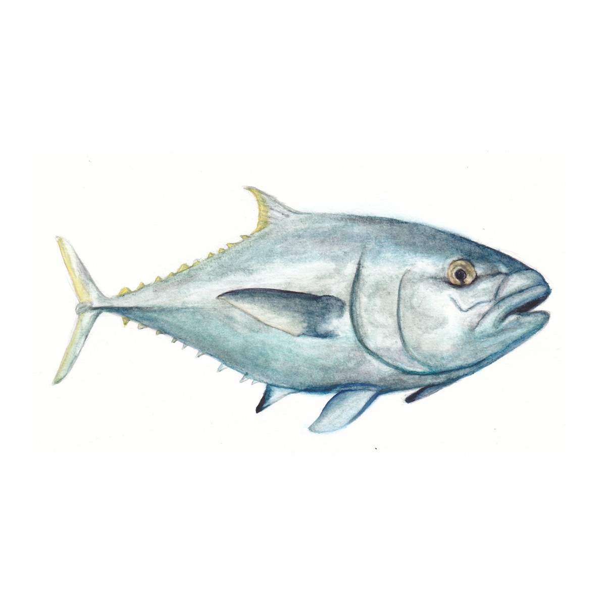 Tuna
