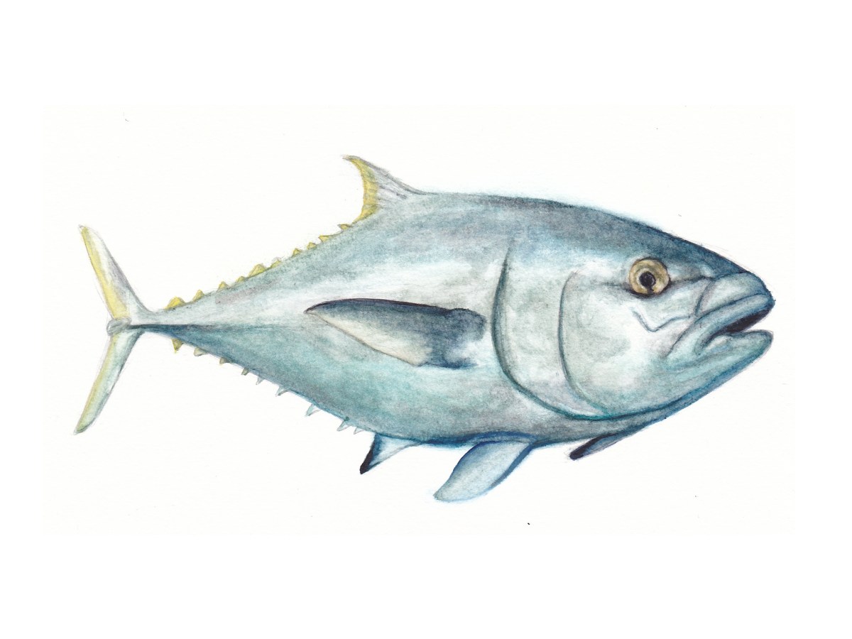 Tuna