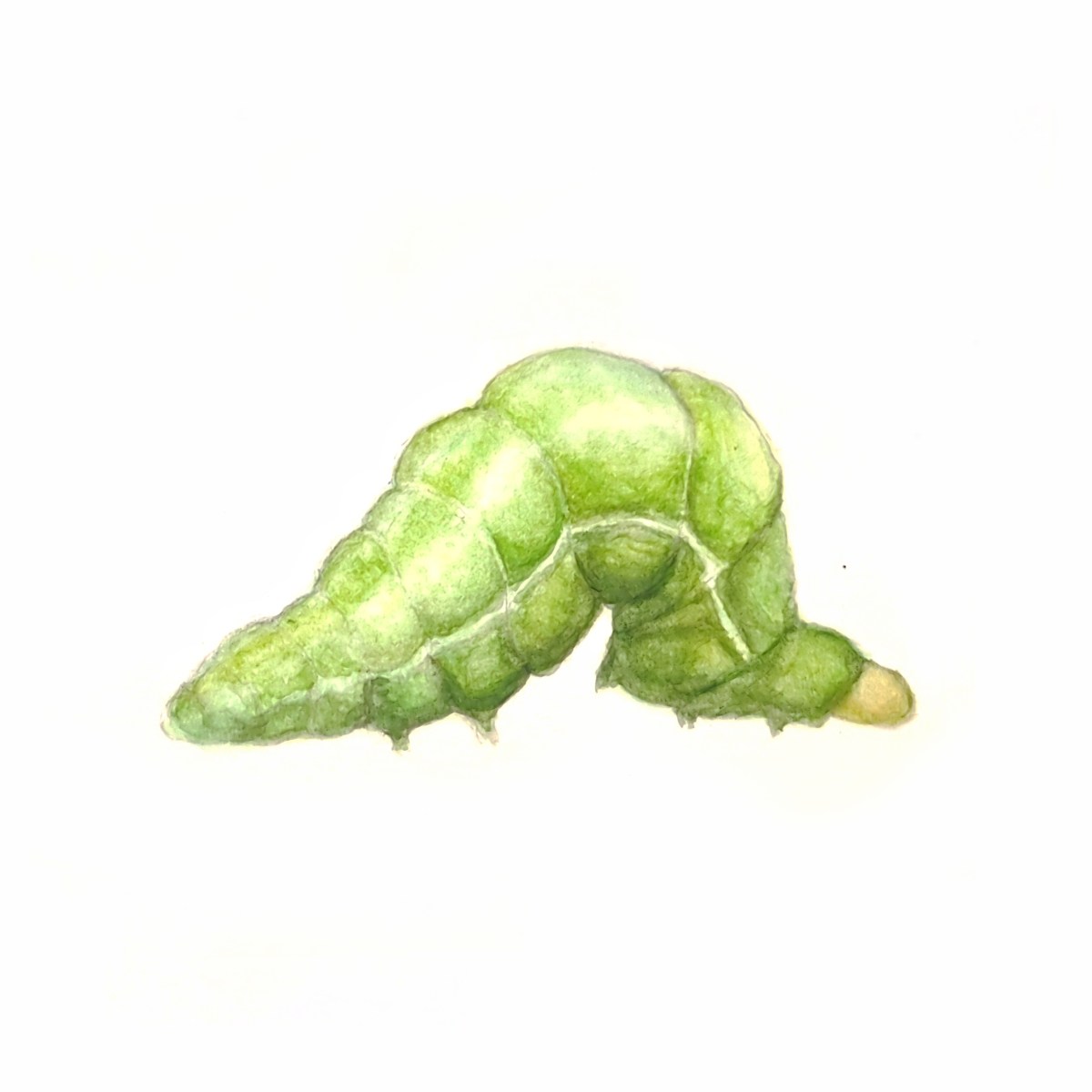 Caterpillar