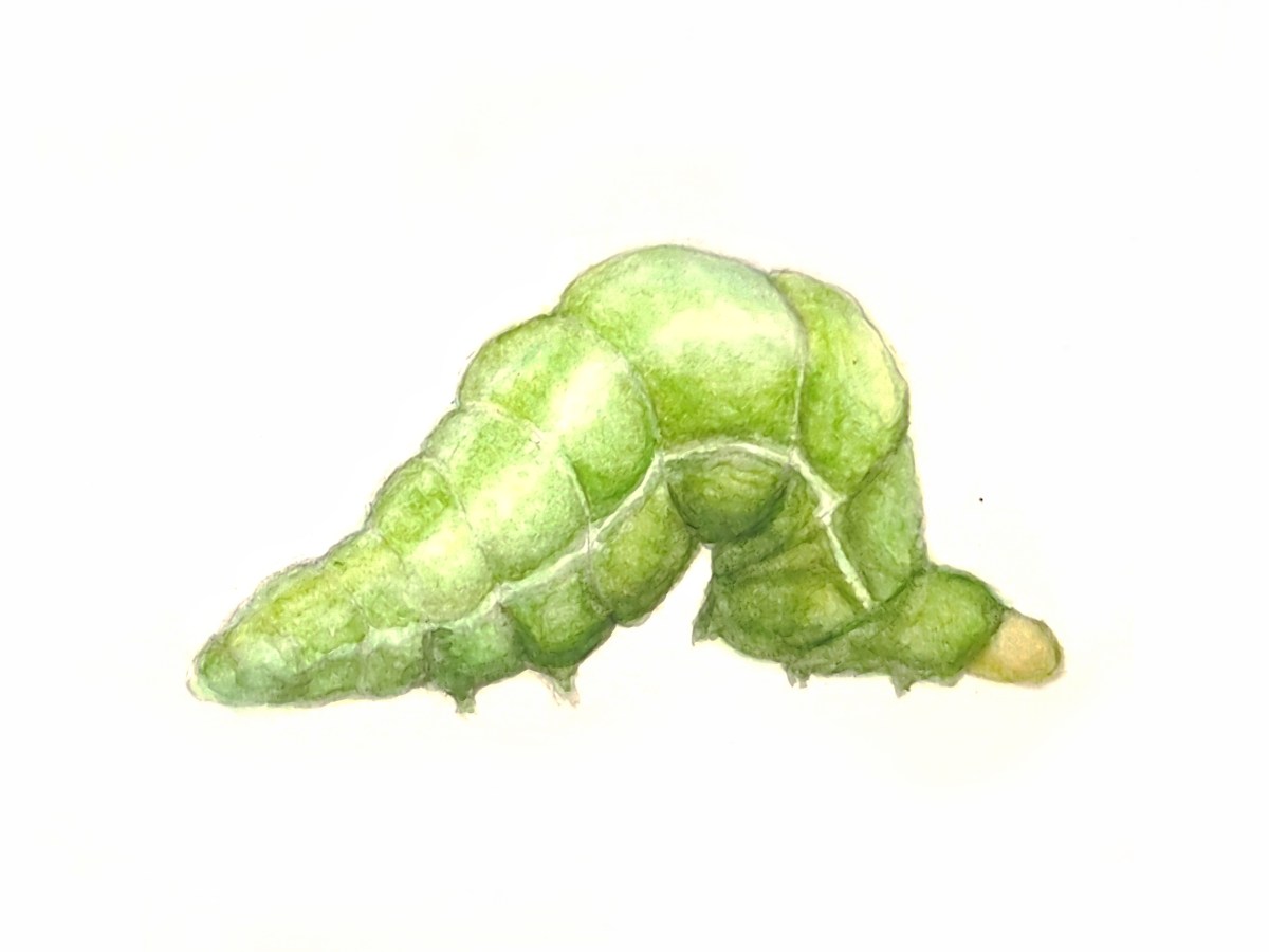 Caterpillar