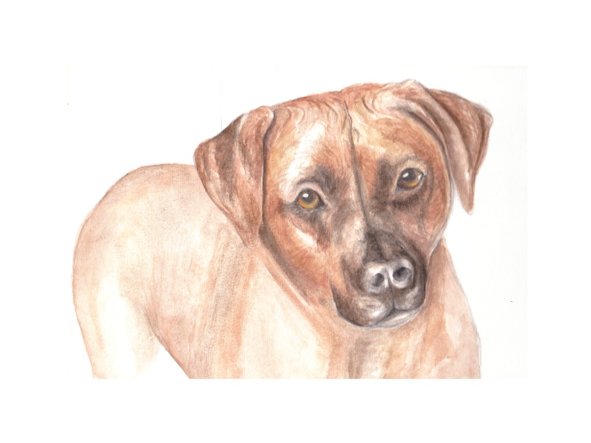 Remi  1