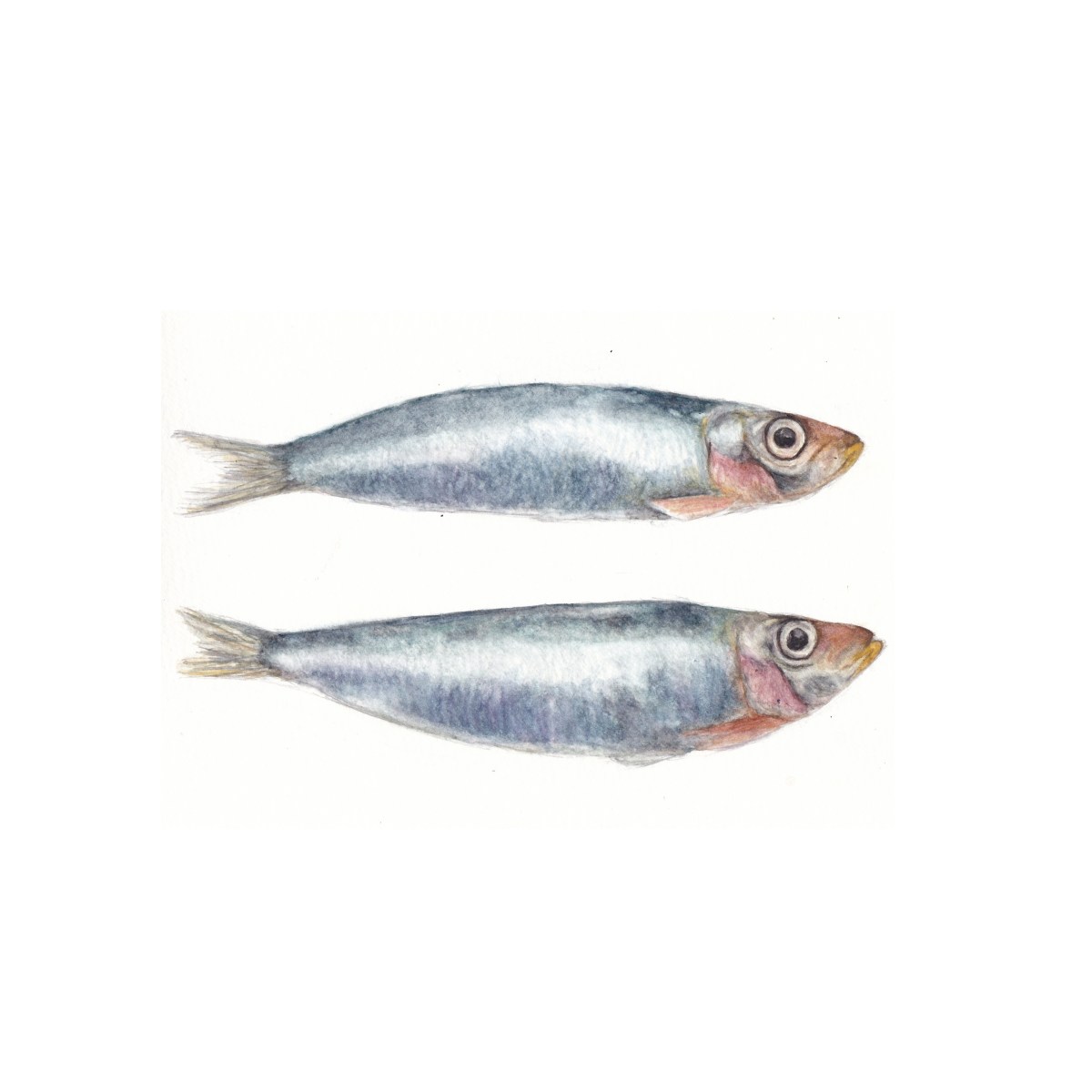 Sardines