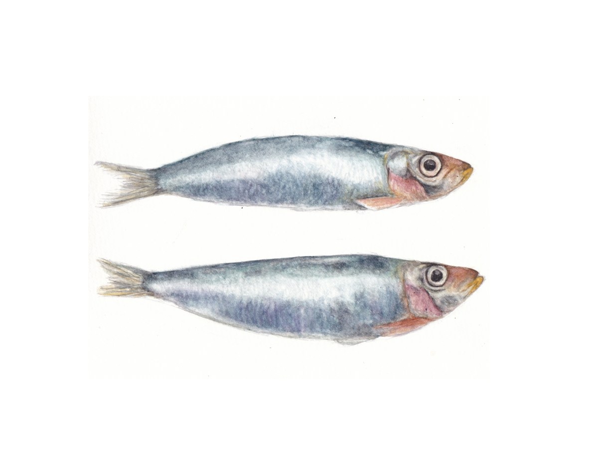 Sardines