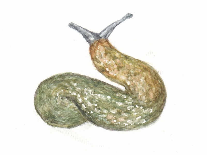 Slug