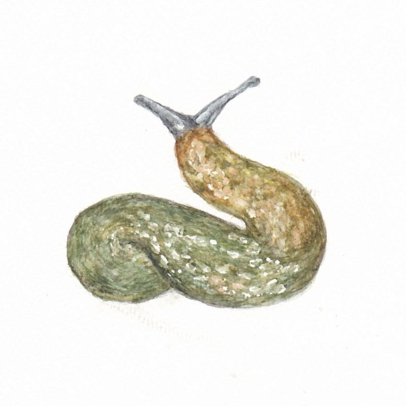 Slug