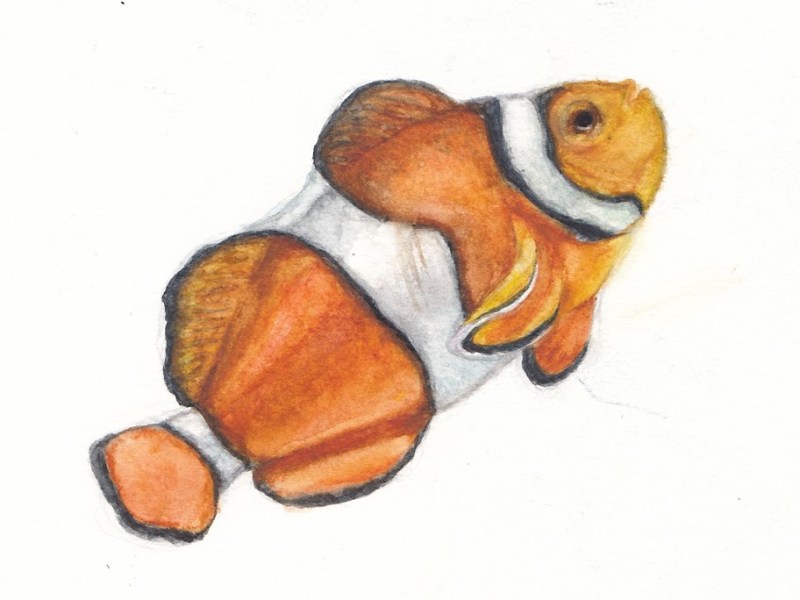 Nemo