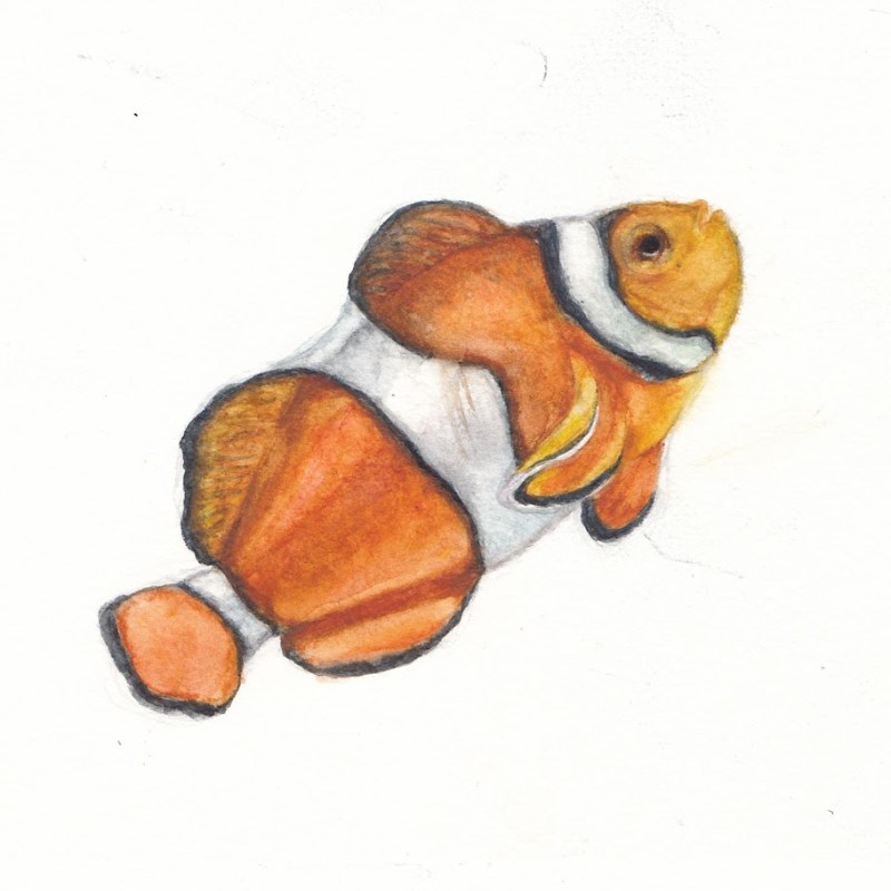 Nemo